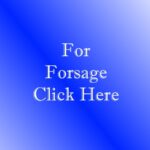 Forsage Etherium Business